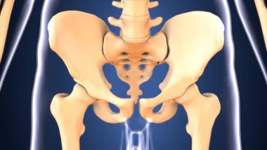 diş anatomisi sistemi 3d oluşturma