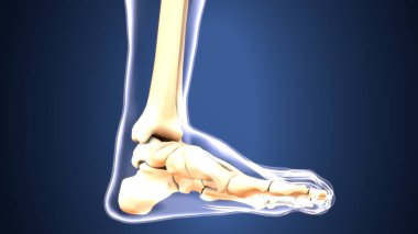 diş anatomisi sistemi 3d oluşturma