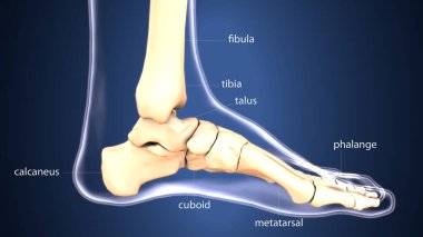 diş anatomisi sistemi 3d oluşturma