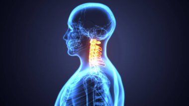 Erkek iskelet anatomisi. 3d illüstrasyon