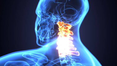 Erkek iskelet anatomisi. 3d illüstrasyon