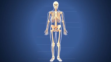 Erkek iskelet anatomisi. 3d illüstrasyon