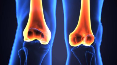 Erkek iskelet anatomisi. 3d illüstrasyon