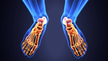 Erkek iskelet anatomisi. 3d illüstrasyon