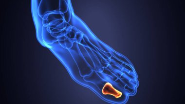 Erkek iskelet anatomisi. 3d illüstrasyon