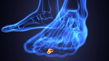 Erkek iskelet anatomisi. 3d illüstrasyon