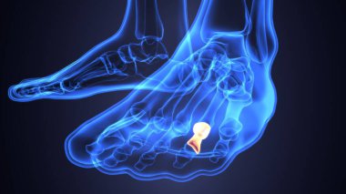Erkek iskelet anatomisi. 3d illüstrasyon