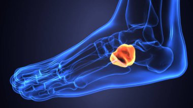 Erkek iskelet anatomisi. 3d illüstrasyon