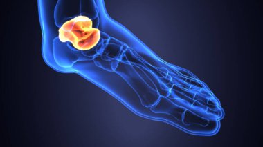 Erkek iskelet anatomisi. 3d illüstrasyon