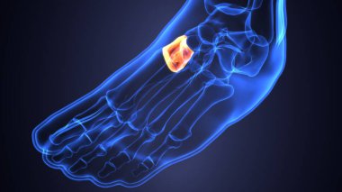 Erkek iskelet anatomisi. 3d illüstrasyon