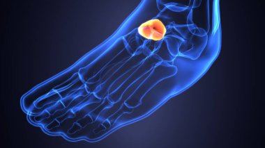 Erkek iskelet anatomisi. 3d illüstrasyon