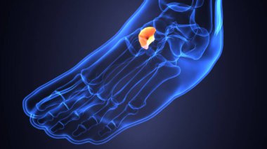 Erkek iskelet anatomisi. 3d illüstrasyon