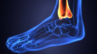 Erkek iskelet anatomisi. 3d illüstrasyon