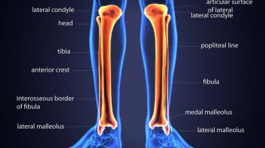 Erkek iskelet anatomisi. 3d illüstrasyon