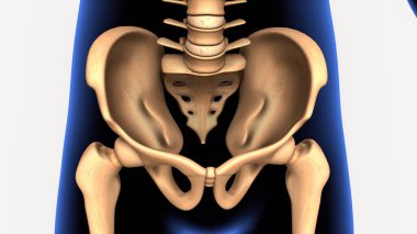Erkek akciğerleri, mide ve karaciğer anatomisi. 3d illüstrasyon