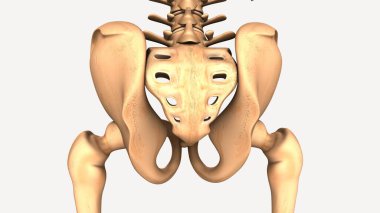 Erkek akciğerleri, mide ve karaciğer anatomisi. 3d illüstrasyon