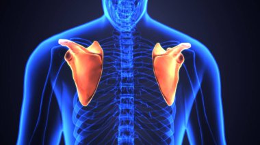 Erkek akciğerleri, mide ve karaciğer anatomisi. 3d illüstrasyon