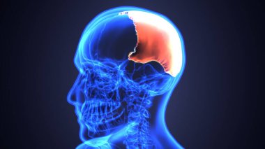 Erkek akciğerleri, mide ve karaciğer anatomisi. 3d illüstrasyon