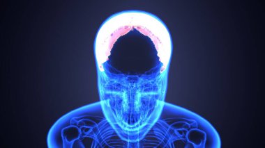 Erkek akciğerleri, mide ve karaciğer anatomisi. 3d illüstrasyon