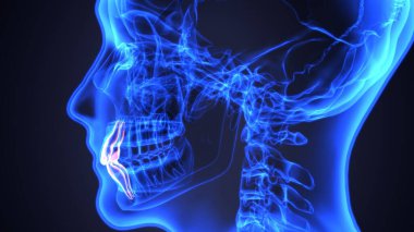 Erkek akciğerleri, mide ve karaciğer anatomisi. 3d illüstrasyon