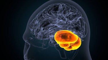 human skull anatomy. 3d render