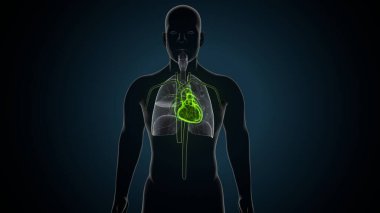 human skull anatomy. 3d render