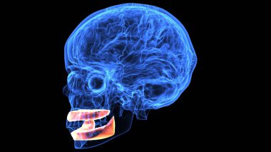 Erkek idrar dolaşımı. 3d illüstrasyon