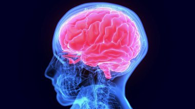 Erkek kalp kan dolaşımı. 3dilülasyon