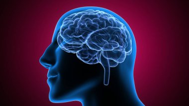 Erkek kalp kan dolaşımı. 3dilülasyon