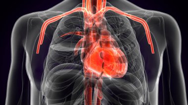 Erkek kalp kan dolaşımı. 3dilülasyon