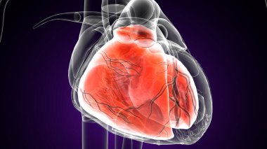 Erkek kalp kan dolaşımı. 3dilülasyon