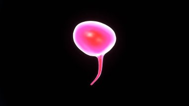 Erkek kalp anatomisi. 3d illüstrasyon