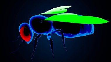 Erkek kalp anatomisi. 3d illüstrasyon