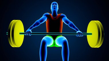 Erkek kalp anatomisi. 3d illüstrasyon