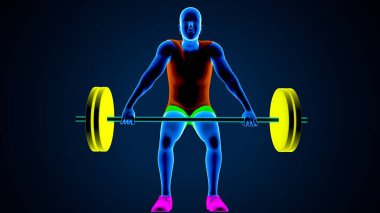 Erkek kalp anatomisi. 3d illüstrasyon