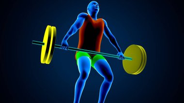 Erkek kalp anatomisi. 3d illüstrasyon