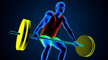 Erkek kalp anatomisi. 3d illüstrasyon