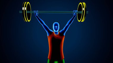 Erkek kalp anatomisi. 3d illüstrasyon