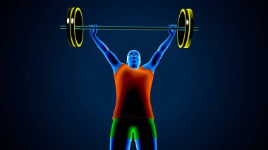 Erkek kalp anatomisi. 3d illüstrasyon