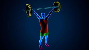 Erkek kalp anatomisi. 3d illüstrasyon