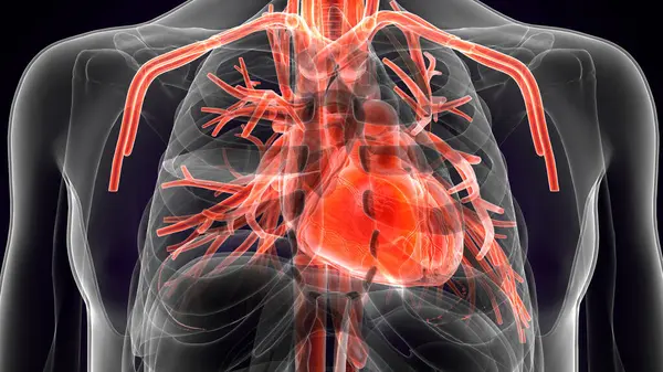 Erkek kalp kan dolaşımı. 3dilülasyon