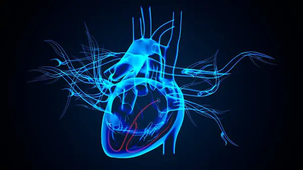 Erkek kalp anatomisi. 3d illüstrasyon