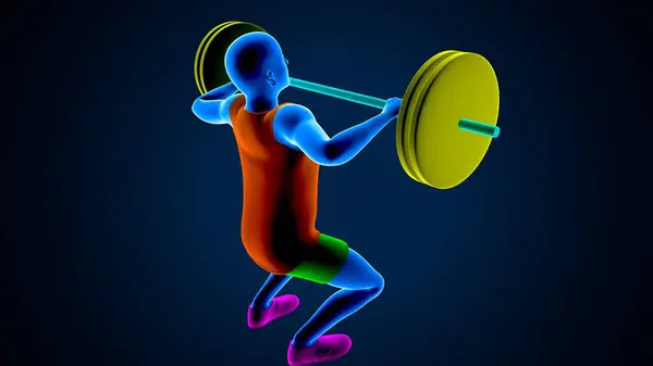 Erkek kalp anatomisi. 3d illüstrasyon