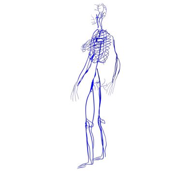 Erkek kalp anatomisi. 3d illüstrasyon