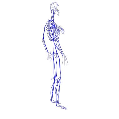 Erkek kalp anatomisi. 3d illüstrasyon