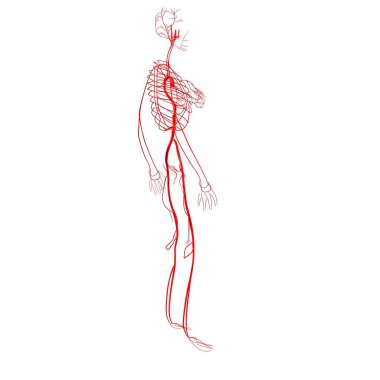 Erkek kalp anatomisi. 3d illüstrasyon
