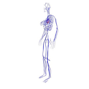 Erkek kalp anatomisi. 3d illüstrasyon
