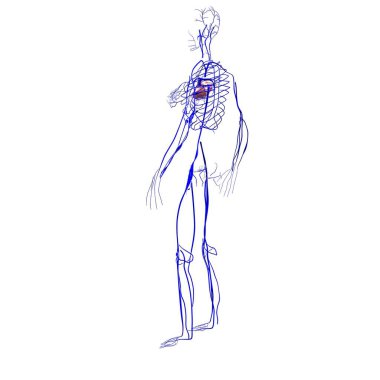 Erkek kalp anatomisi. 3d illüstrasyon