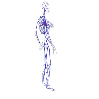 Erkek kalp anatomisi. 3d illüstrasyon