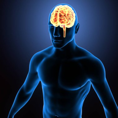 İnsan iskeleti anatomisi. 3d hazırlayıcı